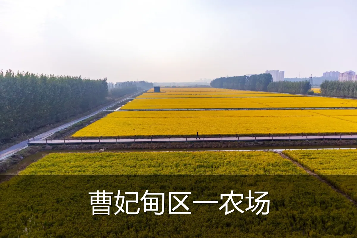 曹妃甸区一农场
