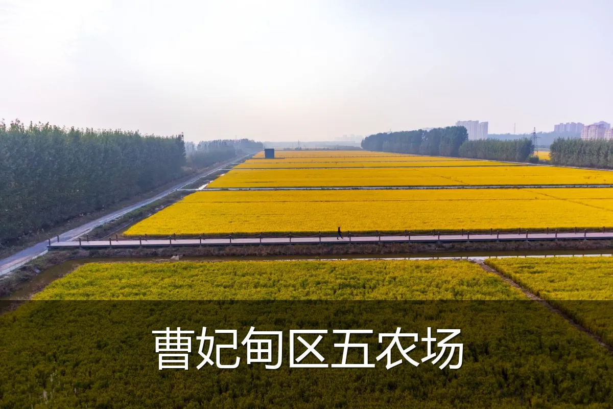 曹妃甸区五农场